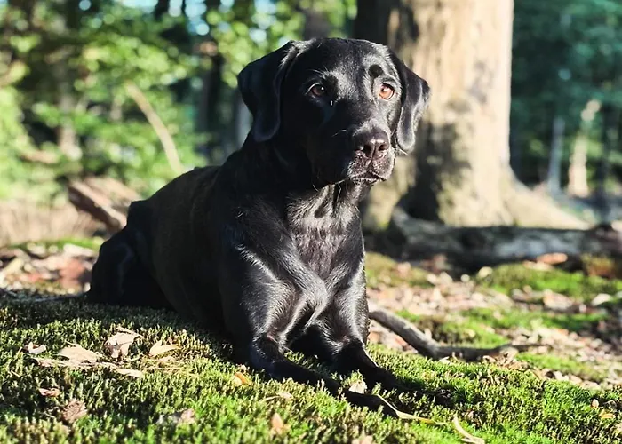 Vinkennest Am - Sonnenweg 44 - Kinderfreundliche Mit Sauna, Terrasse, Garten Und Seeblick! *
